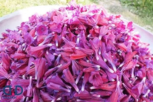 تصویر 2 از گل گاوزبان تازه برای دمنوش